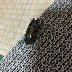 オウゴンオニクワガタ オスメスセットの画像