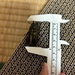 オウゴンオニクワガタ オスメスセットの画像