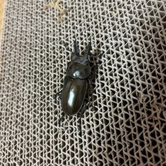 オウゴンオニクワガタ オスメスセットの画像