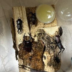 クワガタ ノコギリクワガタ カブトムシ