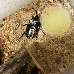 クワガタ ノコギリクワガタ カブトムシの画像