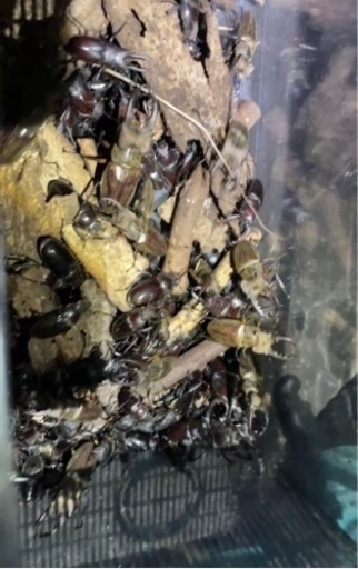 ライトトラップ