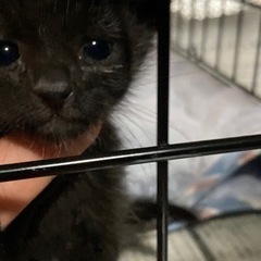 子猫が欲しい方