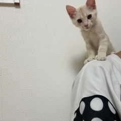 ずっとの家族が出来ました🍀パステル茶トラの男の子