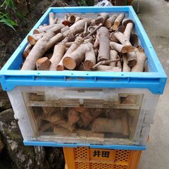 【格安】キャンプ用　薪　針葉樹　
