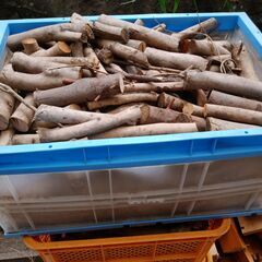 【格安】キャンプ用　薪　針葉樹　の画像