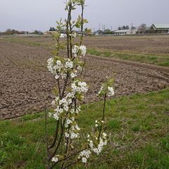 イチゴ🍓苗、ウド、菊苗、育ててみたい方