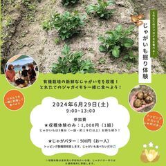 とれたてのジャガイモを食べよう！じゃがいも堀り体験