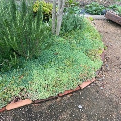 グランドカバー パリダム