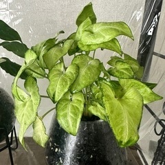 写真の半分量です❣シンゴニウムホワイトバタフライ観葉植物