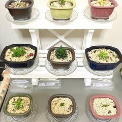 小さな観葉植物インテリアサークル、友達募集 - 葛飾区