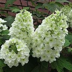 アジサイ４種類の挿し穂　柏葉紫陽花　ウツギ