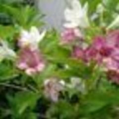 アジサイ４種類の挿し穂　柏葉紫陽花　ウツギの画像