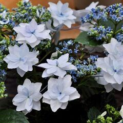 アジサイ４種類の挿し穂　柏葉紫陽花　ウツギの画像