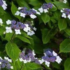 アジサイ４種類の挿し穂　柏葉紫陽花　ウツギの画像