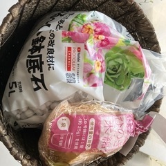 観葉植物🪴の画像