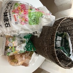 観葉植物🪴の画像