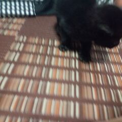赤ちゃん猫*☆