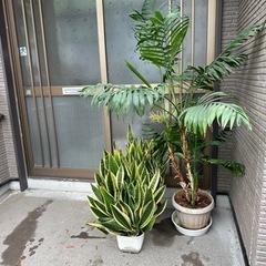 観葉植物