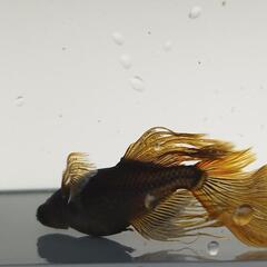 阿形　メダカ