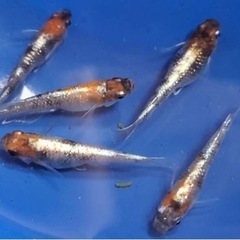終了しました。