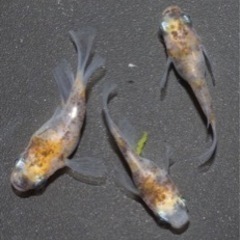 終了しました。の画像