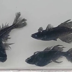 終了しました。の画像