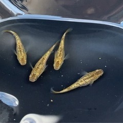 終了しました。の画像