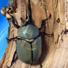 グラントシロカブト②ペア　取引中！の画像