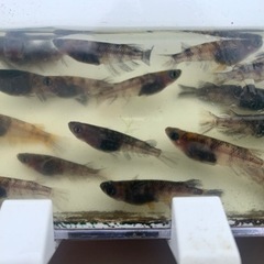 和墨3色 5匹