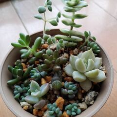7種類の多肉植物、寄せ植え