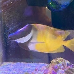 ヒフキアイゴ　海水魚　観賞魚　サンゴの画像