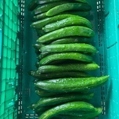 新鮮キュウリ🥒￥500／8キロの画像