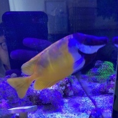 ヒフキアイゴ　海水魚　観賞魚　サンゴの画像