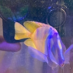 ヒフキアイゴ　海水魚　観賞魚　サンゴの画像