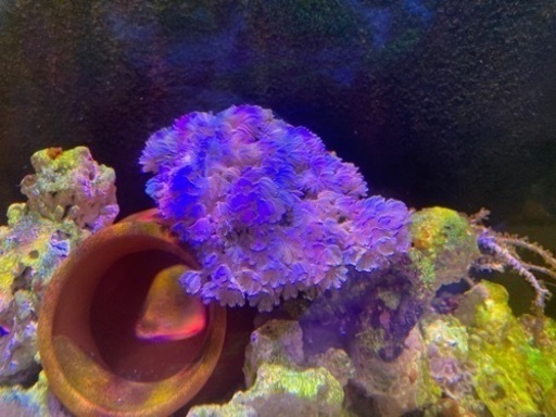 ウミアザミ群体、ウスコモングリーン、ライブロック活着 - ウミアザミ