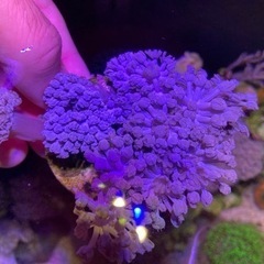 パクパクウミアザミ　フラグ大
