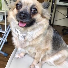 代理投稿　家庭の事情で里親募集　犬