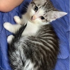 🌸🐈サバキジの仔猫さん🐈🌸譲渡