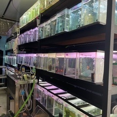 60cm水槽　水槽用品　水槽機材　の画像