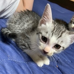 ⚽️🐈‍⬛サバキジの仔猫さん　弟🐈‍⬛⚽️譲渡