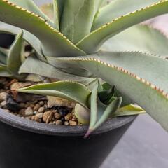 アガベ ドラゴントゥース 子株 500円〜の画像