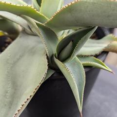 アガベ ドラゴントゥース 子株 500円〜の画像