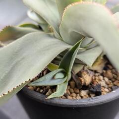 アガベ ドラゴントゥース 子株 500円〜の画像