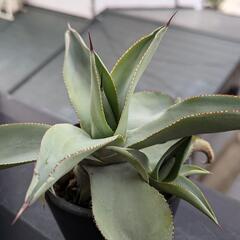 アガベ ドラゴントゥース 子株 500円〜の画像