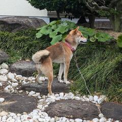 飼い主さん 見つかりました！