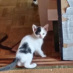 子猫引き取ってくれるかた