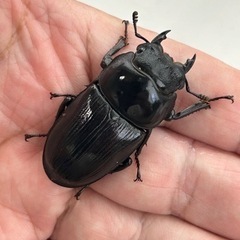 国産オオクワガタ(X-DEATH) ♂69ミリ ♀44ミリ　の画像