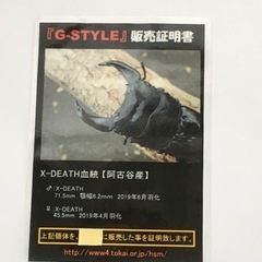 国産オオクワガタ(X-DEATH) ♂69ミリ ♀44ミリ　の画像