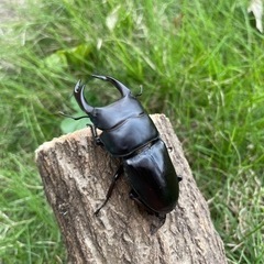 ⚠️購入者確定済⑰⑱国産オオクワガタ2ペア♂68mm